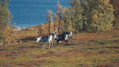 reindeer graze on the shore of the fjord