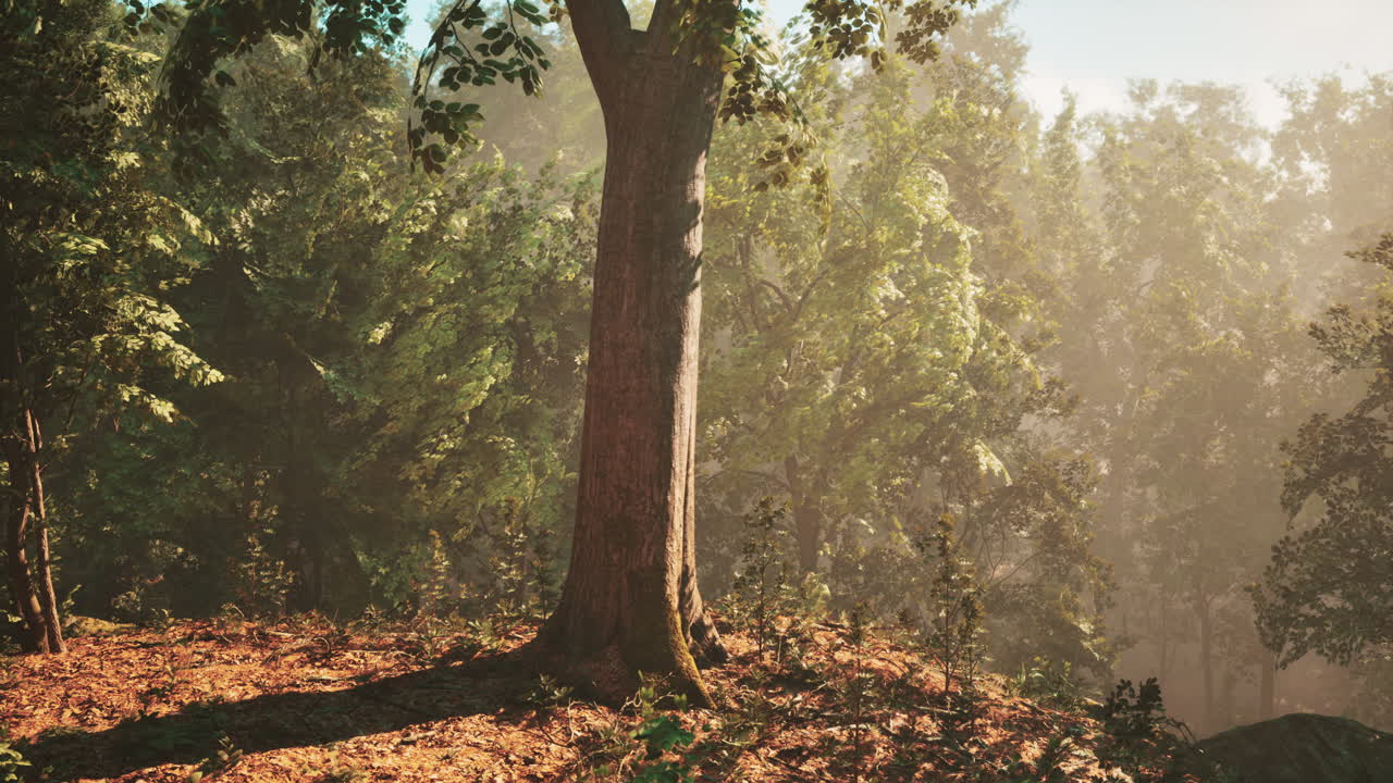 escena de un bosque iluminado por el sol