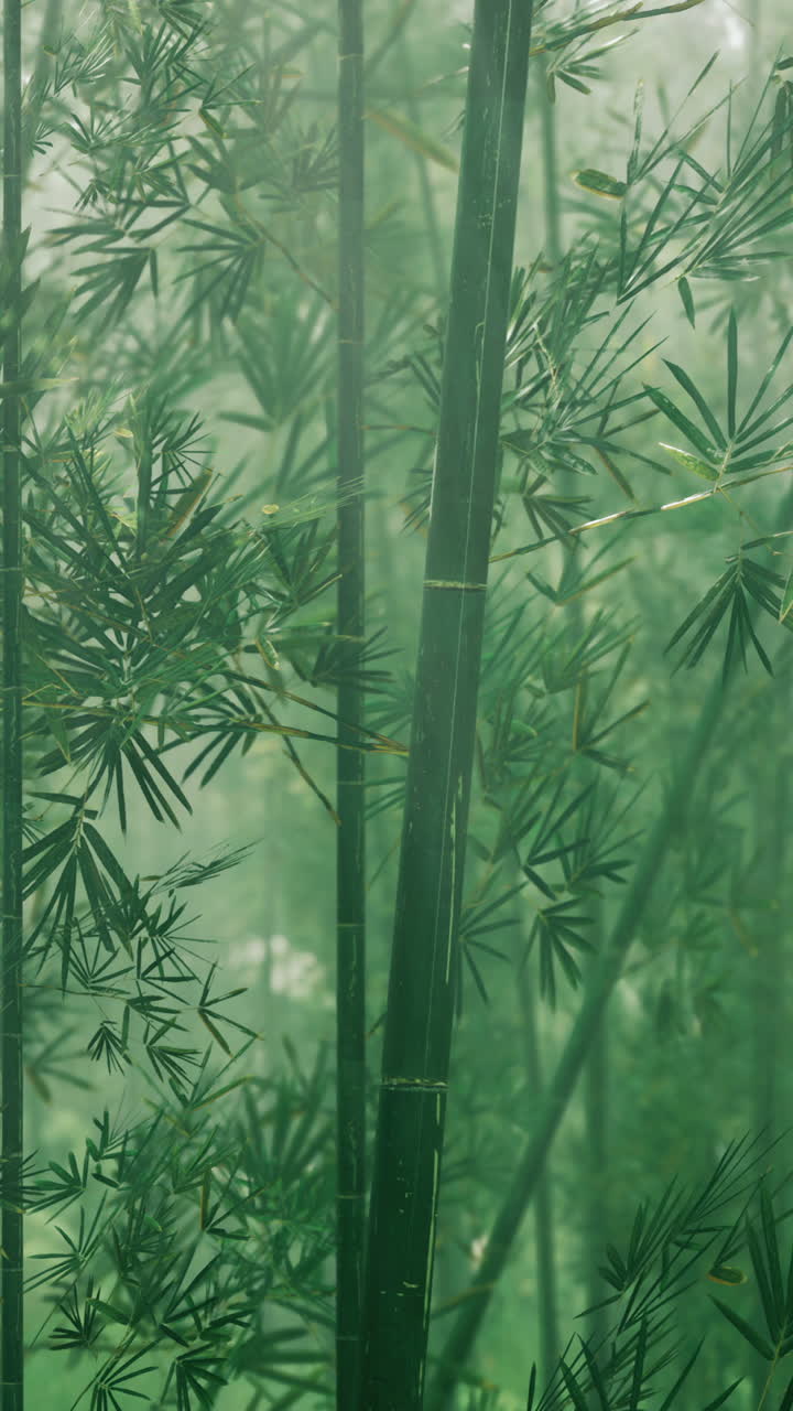 el bosque de bambú brumoso