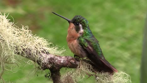 a red breasted and green hummingbird flies of a branch