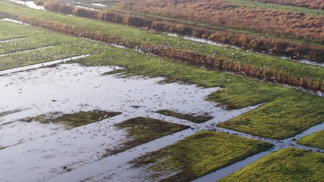cinematic drone shot of white flock of birds flying over wet farmlands