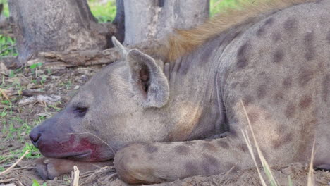 hiena manchada cansada pone su cabeza hacia abajo para una siesta