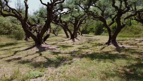 Beautiful-different-old-olive-trees-in-France-in-the-sun,-drone-shot-through-the-trunks-beautiful-trees