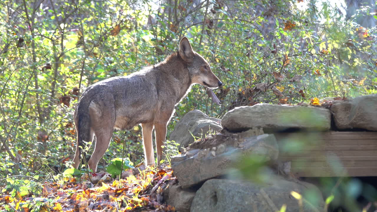 Mexican gray wolf walks up wooded hill and pauses near den