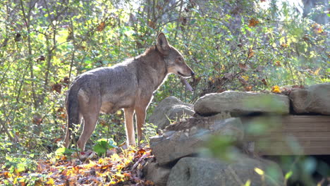 Mexican-gray-wolf-walks-up-wooded-hill-and-pauses-near-den