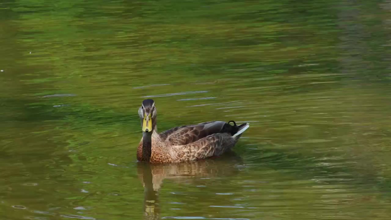 Una singola anatra selvatica nuota con grazia nelle calme acque che riflettono il verde del fiume Rock a Watertown, Wisconsin, lasciando dietro di sé leggere increspature.