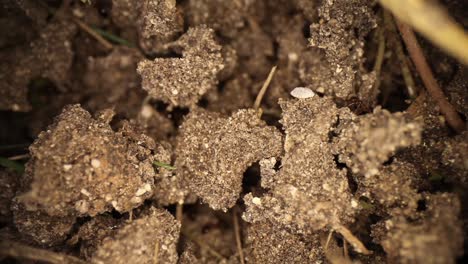 Slowly-panning-across-the-top-of-a-disturbed-fire-ant-mound