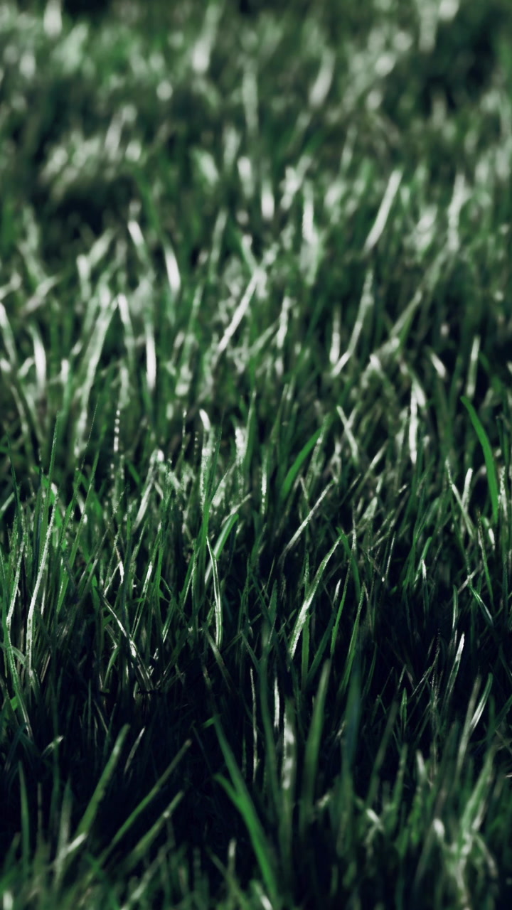 Lush green grass glistening with morning dew on a bright sunny day