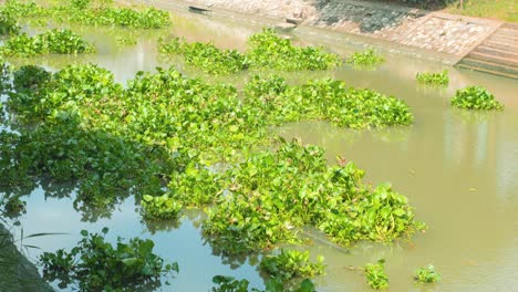 hyacinth floating plants drift along a canal in thailand