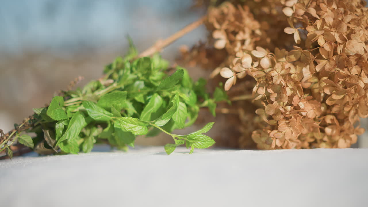 Rametto di menta fresca accanto a ortensia essiccata, cornice esterna illuminata dal sole, foglie verde brillante e fiori marroni cartacei, profondità di campo ridotta e bokeh morbido, ispirazione per cucina rustica per il cuoco casalingo, raccolto.