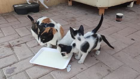 group of hungry domestic cats drinking milk together from a container in the backyard, black and white, and some are brown and white fur pets