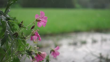 small pink flowers , rain falling on flowers in garden