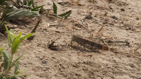 Close-up-macro:-Grasshopper-eating-blade-of-grass-on-sandy-ground