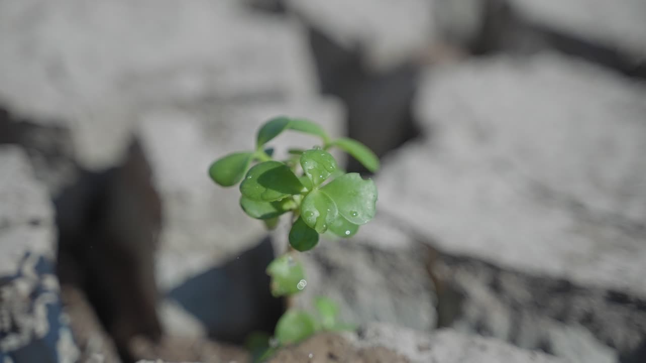 La speranza germoglia mentre l'acqua cade su una piccola pianta verde nel mezzo di un paesaggio arido e desolato