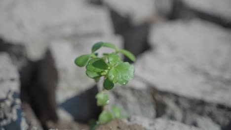 hope sprouts through as water rains down on a small green plant in the middle of a dry barren landscape