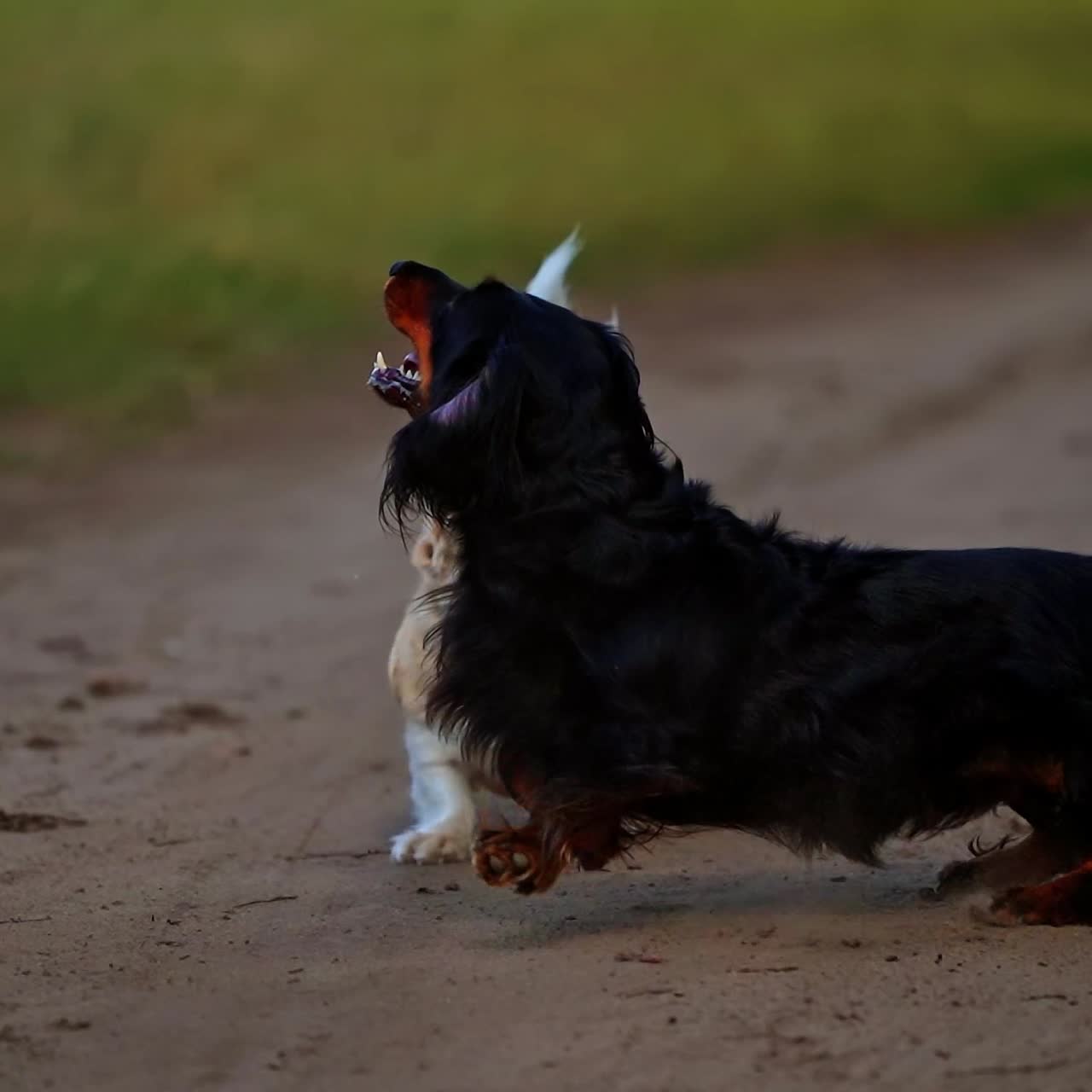 Dogs jumping up towards drone