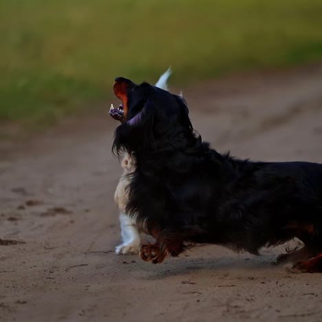 dogs jumping up towards drone