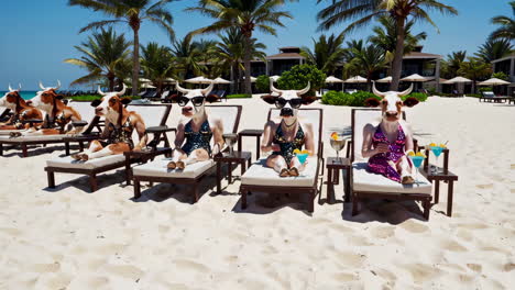 cows on beach vacation