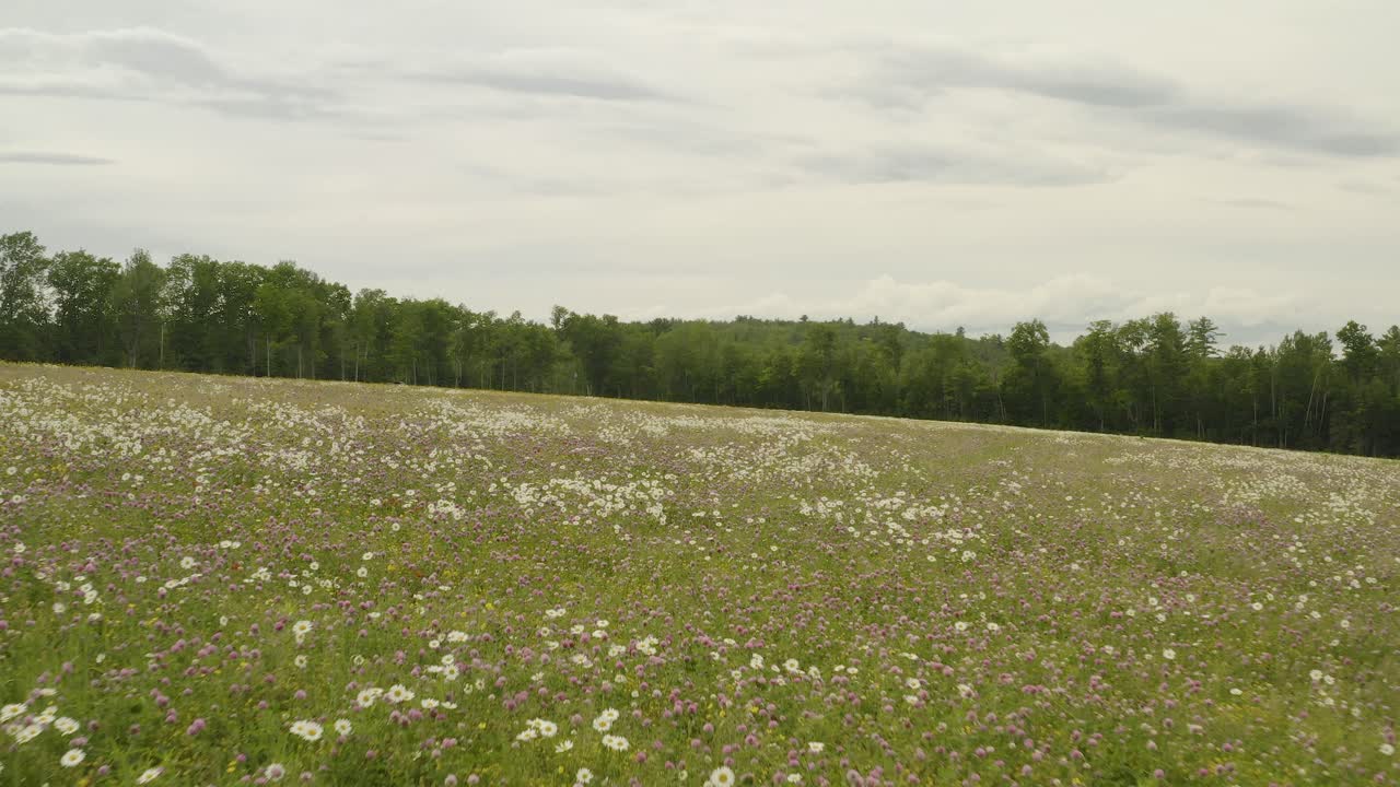 deslizándose sobre el campo de flores silvestres en un día nublado