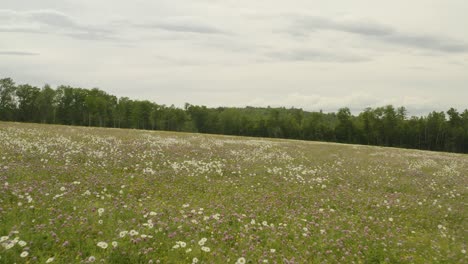 gliding over wildflower field on cloudy day