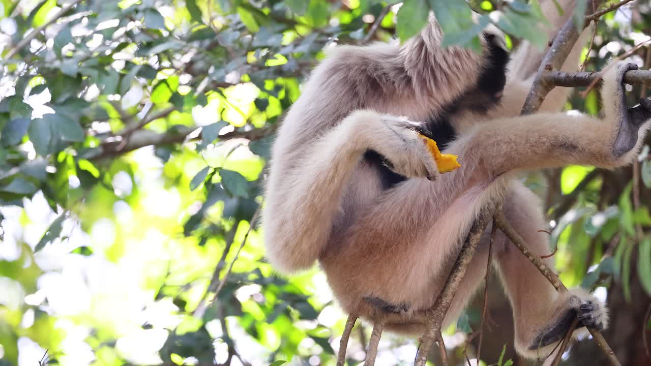 gibón hoolock comiendo fruta en el árbol