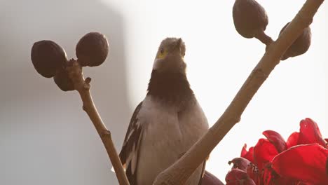 lower view of starling bird in the forest