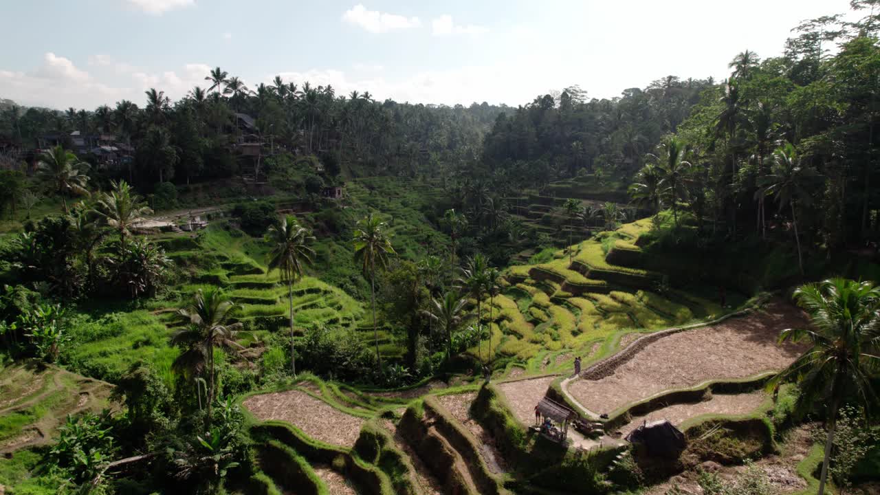 Bali Rice Terraces In The Mountain With Lush Forest In Indonesia
