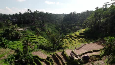 bali rice terraces in the mountain with lush forest in indonesia