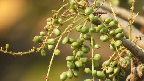 beautiful green seeds in tree