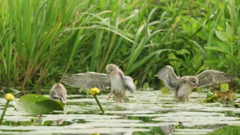 tiro lento de polluelos de golondrina de mar negro batiendo sus alas en el río tratando de volar