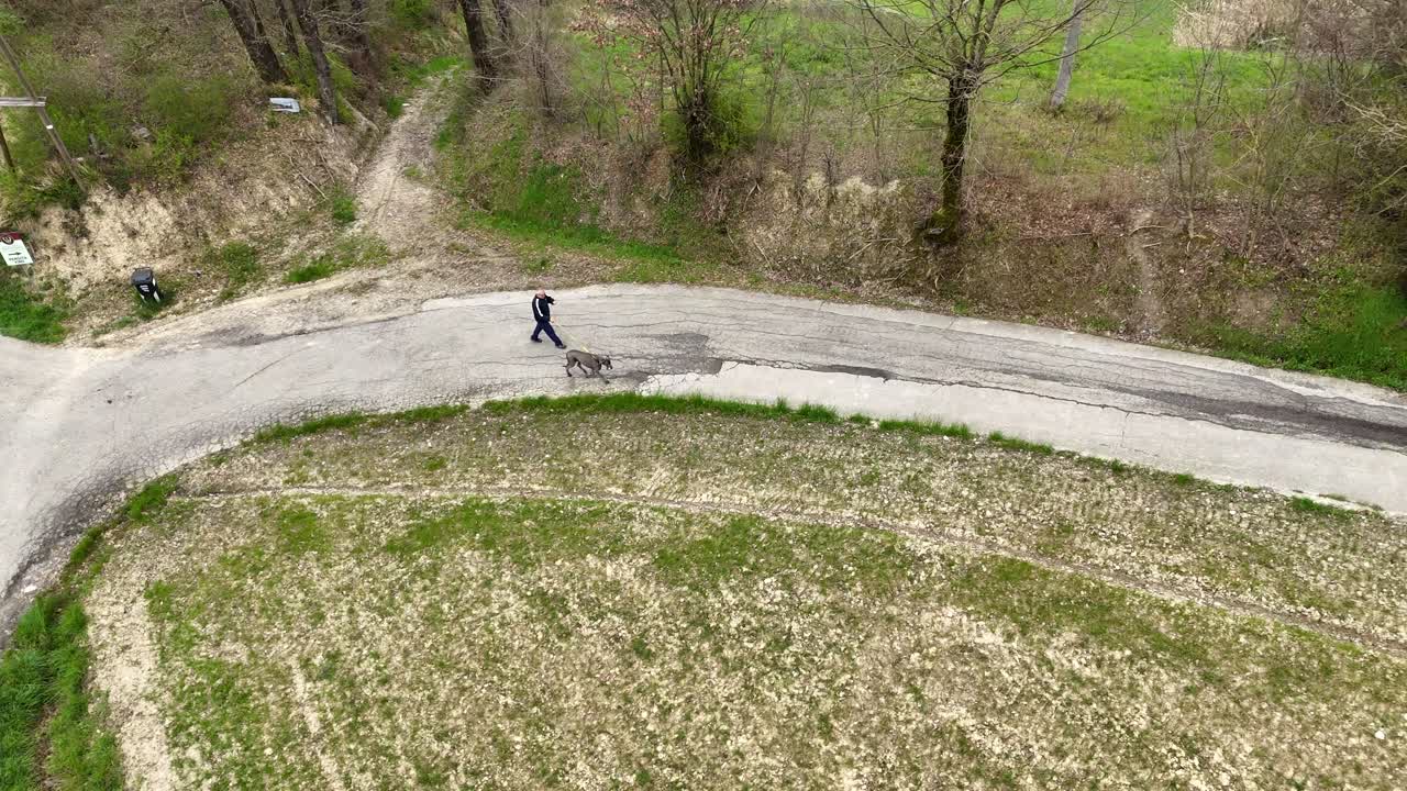 A man walking a Great Dane creates a striking visual—this gentle giant, known for its towering size and graceful stride, moves calmly beside its handler, embodying both power and elegance