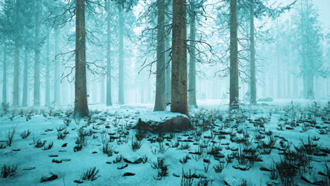 Frozen-winter-forest-in-the-fog