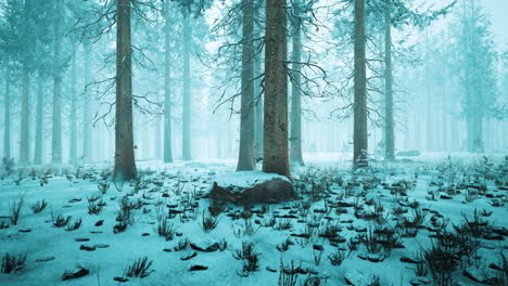 frozen winter forest in the fog