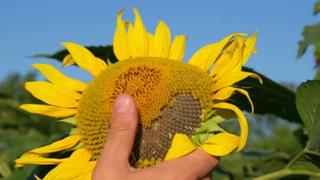 A Farmer Inspects Sunflowers before the Harvest Season a Farmer Inspects Sunflowers before the Harvest Season Lending to Farmers for Economic Work Profit from Agribusiness Agriculture and Agribusiness