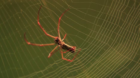 Watch-as-a-golden-silk-orb-weaver-spider-creates-a-work-of-art-as-it-spins-its-web-in-this-stunning-footage