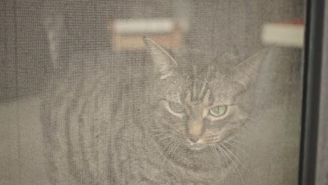 tabby cat behind window screen. closeup