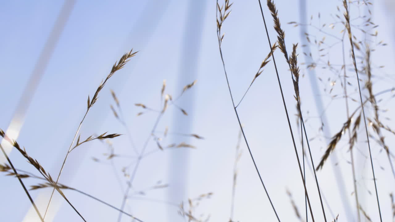 禾種在風中搖搖動動動