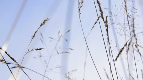 hayseed-swaying-in-the-wind