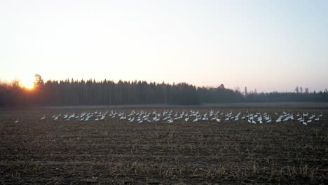 Schönheit-Der-Zugvögel,-Die-Im-Morgensonnenaufgang-Durch-Eine-Atemberaubende-Landschaft-Navigieren