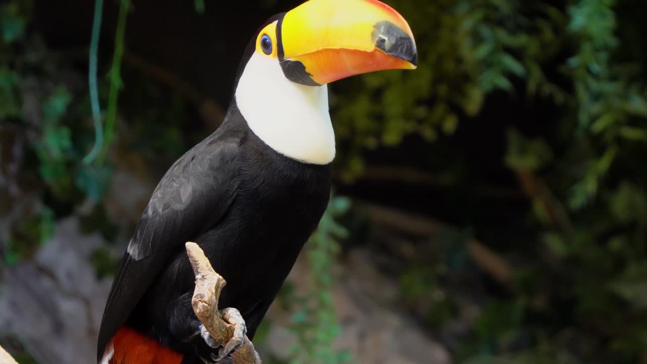 Plano detalhado de um tucano-toco com bico e olhos azuis em perfil, empoleirado em um galho, cercado pela natureza na floresta amazônica.
