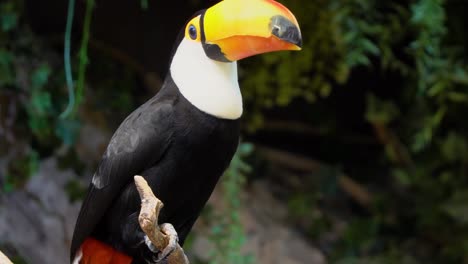 Close-up-of-a-toco-toucan-detailed-beak-and-blue-eyes-profile-standing-on-a-branch-surrounded-by-nature-in-Amazon-rain-forest