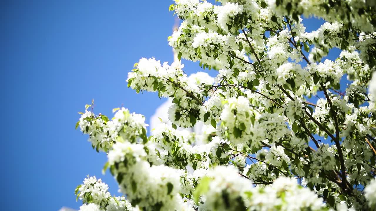 아름다운 봄 나무 뒤에 숨겨진 lds draper 사원을 보여주는 샷