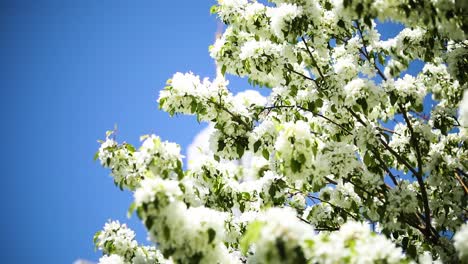 A-shot-showing-the-LDS-Draper-temple-hidden-behind-beautiful-Springtime-trees