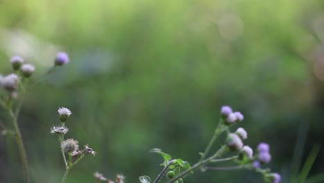 flores y malas hierbas en el jardín que sopla en el viento