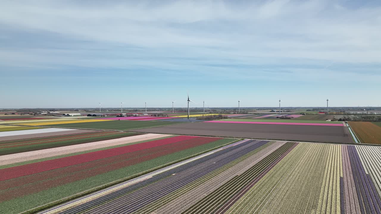 네덜란드의 튤립 밭 10 - 네덜란드 북부 봄 시즌 - 4k의 드론 뷰 안정화