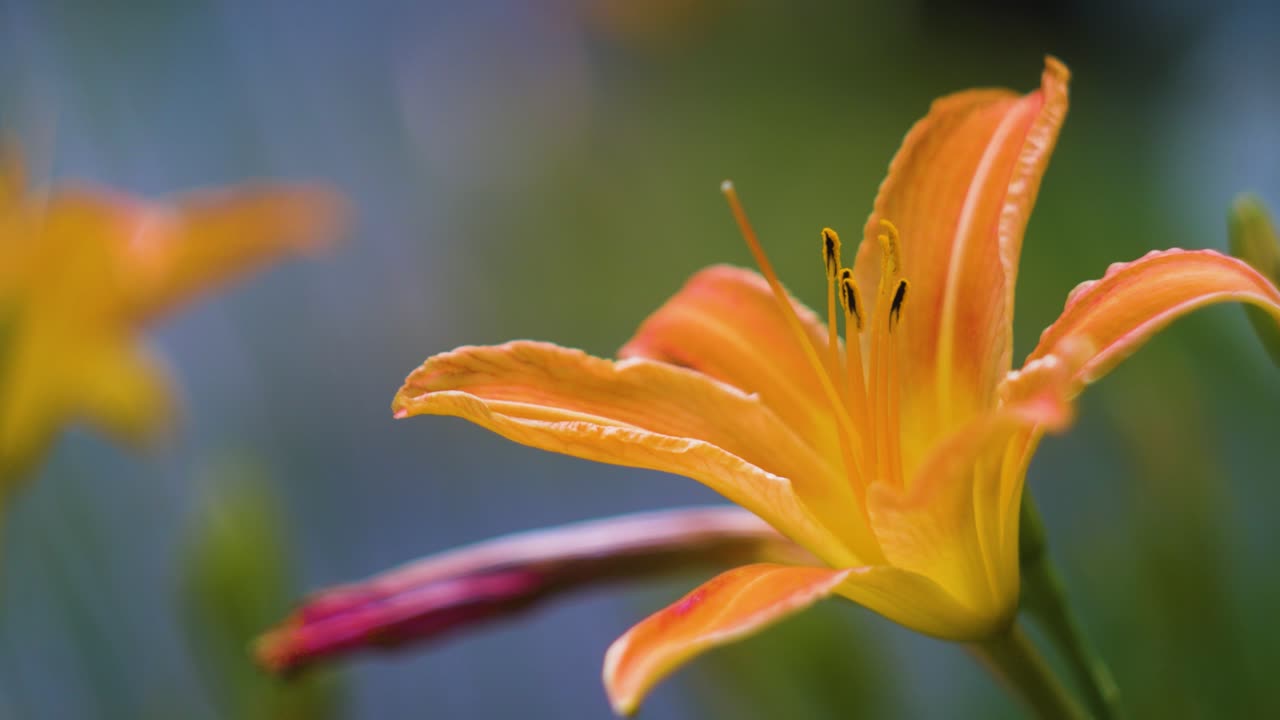 hermosa flor de naranja en un día nublado