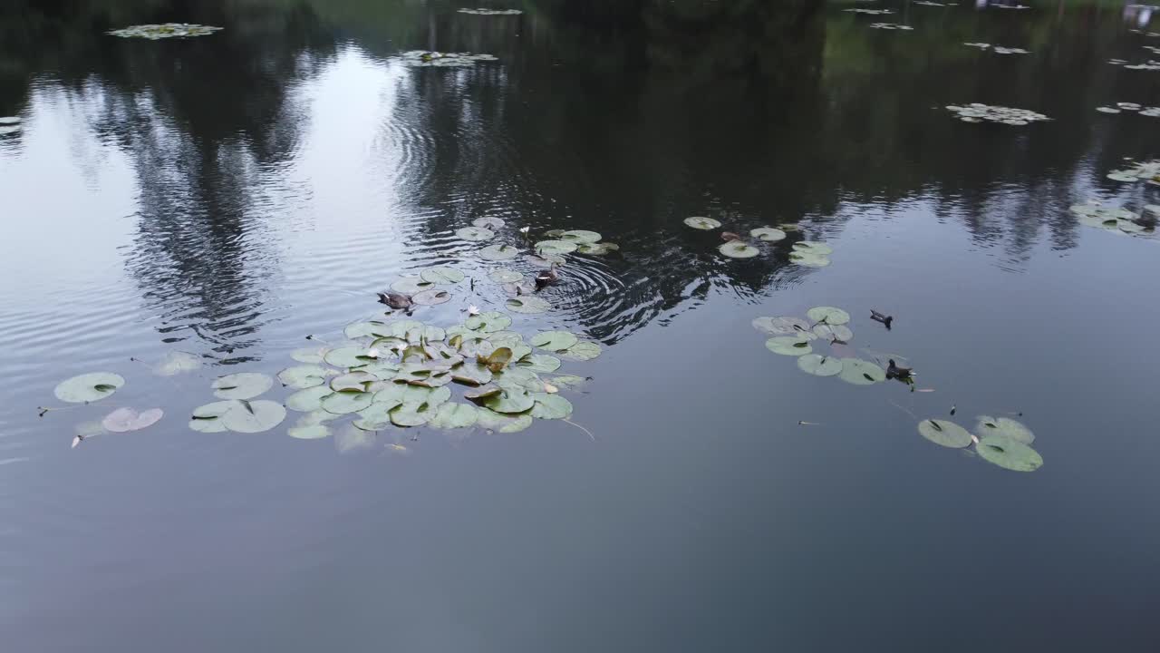 Anatre che nuotano nell'acqua del lago, Kookal Lake View, India
