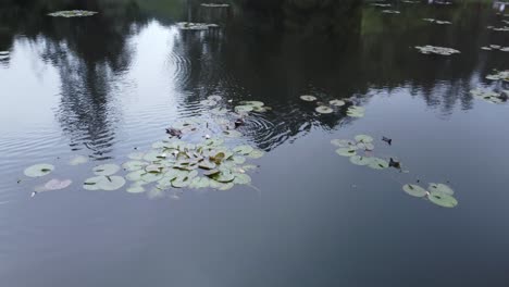 ducks swimming in lake water, kookal lake view, india