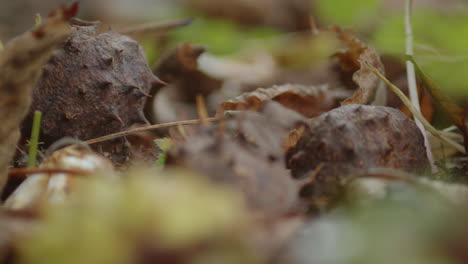 Castañas-Caídas-En-Suelo-Frondoso-En-Otoño,-Macro