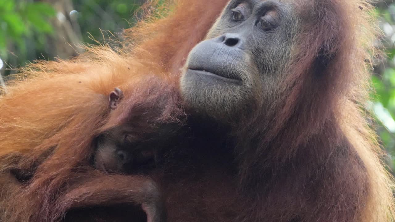 tiro de cámara lenta de primer plano de orangután hembra con bebé dormido en la naturaleza en bukit lawang, sumatra, indonesia